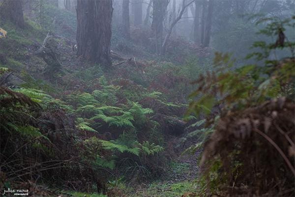 Beautiful bushland surrounding Julia Nance Portraits studio