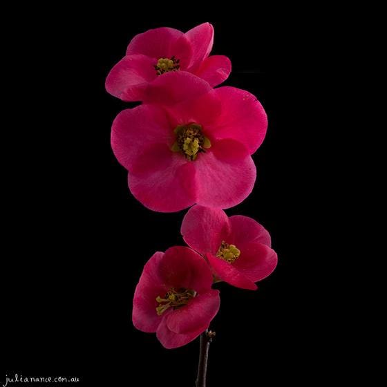 Fine Art Still Life Photography - Photo Stacking