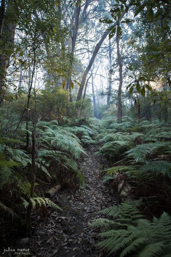Ferns surrounding Julia Nance Portraits studio