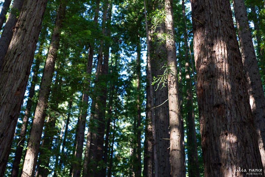 Redwood Forest Warburton - Things to do in the Yarra Valley