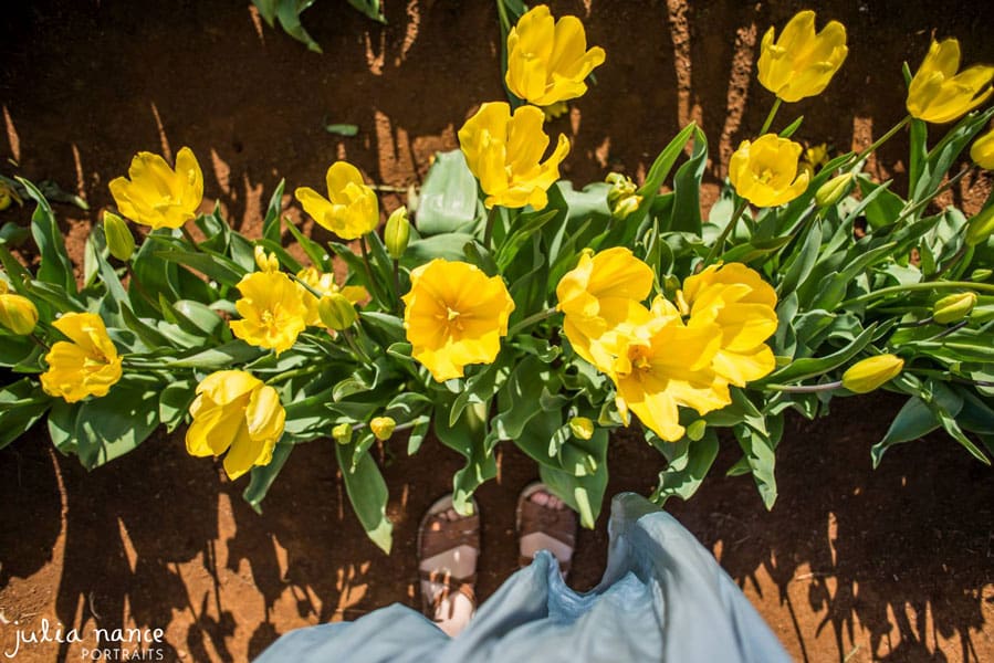 Tulip Festival - Things to do in the Yarra Valley