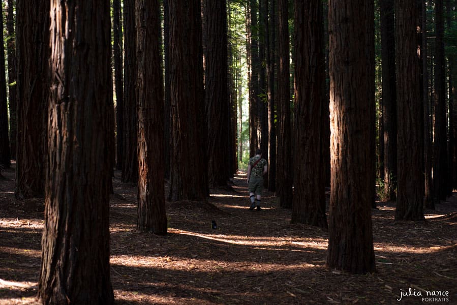 Redwood Forest Warburton - Things to do in the Yarra Valley