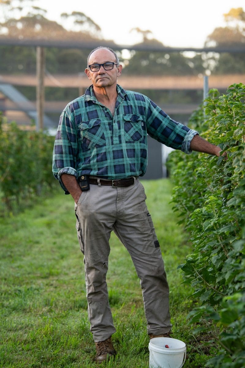 Farmer stands amongst his blueberry crops, looking away into the distance.